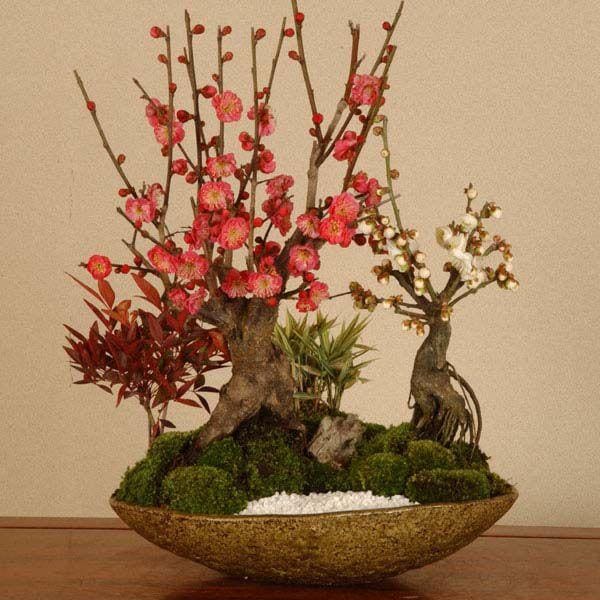 紅梅・白梅 盆栽 紅梅と白梅の二本植えの盆栽｜盆栽妙 – 盆栽妙 本店