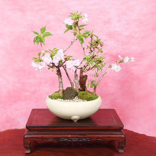 桜盆栽 豪華桜5本：桜寄せ植え盆栽（桜林）* (2023年春開花終了
