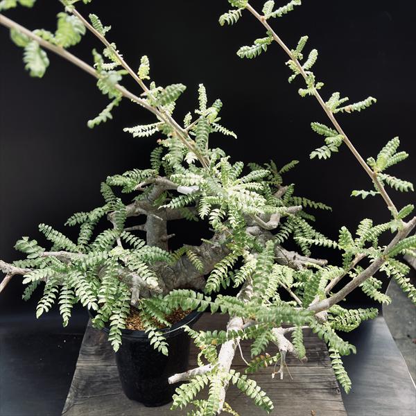 コーデックス：ボスウェリア ネグレクタ*幅45cm 現品 一品限り ※発根