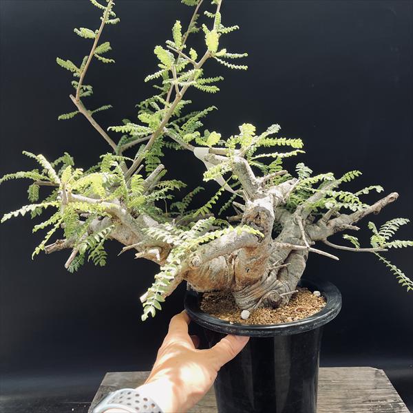 大特価　低重心　良形　ボスウェリア　ネグレクタ　灌木　塊根植物 コーデックス：ボスウェリア ネグレクタ*幅45cm 現品 一品限り