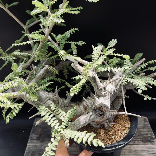 【希少・現地球】ボスウェリア ネグレクタ 極上株 コーデックス　発根済み コーデックス：ボスウェリア ネグレクタ*幅45cm 現品 一品限り ※発根