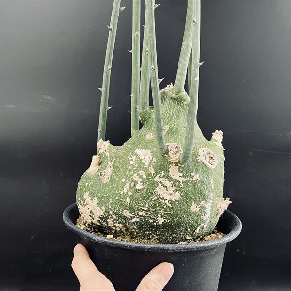 コーデックス：アデニア プセウドグロボーサ*塊根幅18cm 現品！一品