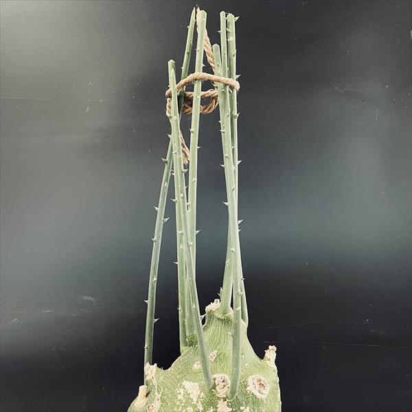 コーデックス：アデニア プセウドグロボーサ*塊根幅18cm 現品！一品