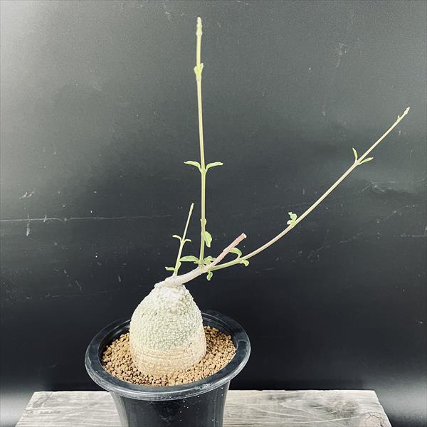 �����ǥå������ե��å�����������*����7cm�����ʡ����ʸ¤�