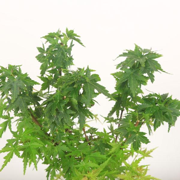 八房モミジ 盆栽 小品盆栽：八房もみじ(瀬戸焼小鉢)*紅葉モミジbonsai | ミニ