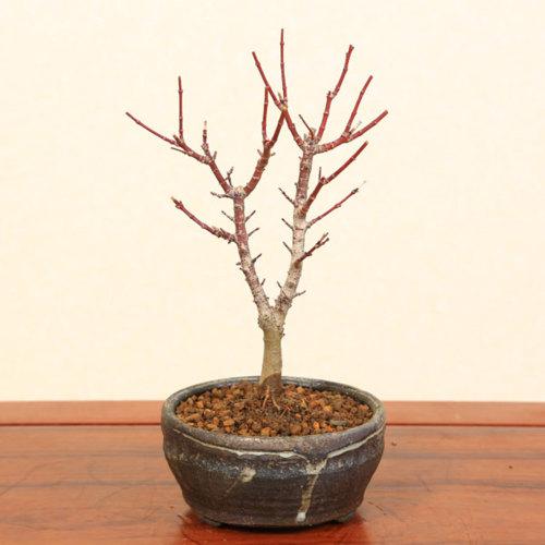 小品盆栽：八房もみじ(瀬戸焼小鉢)*紅葉モミジbonsai | ミニ