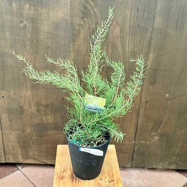 苗 花苗 鉢花：メラレウカ ミクロメラ*5号 おしゃれ 観葉植物 グランド