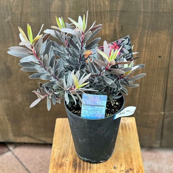 ☆人気品種/リューカデンドロン・デュリフ③/ネイティブ・プランツ