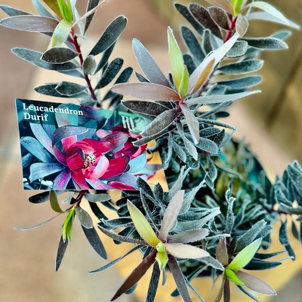 希少 『リューカデンドロン デュリフ』 オージープランツ 黒リューカデンドロン 『デュリフ -Durif-』 オーストラリアン