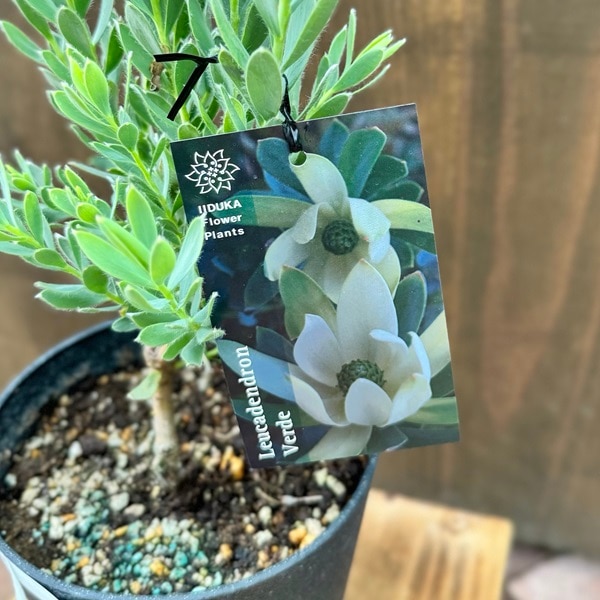 鉢花 観葉植物：リューカデンドロン ヴェルデ*5号 リュウカデンドロン