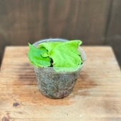 ������졡���տ�ʪ���ӥ������� ��������� ��ɥ쥤*3��