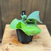 ������졡���տ�ʪ���ӥ������� ��������󥢥륭�����*3.5�� �ץ�ݥå� ���륷�����