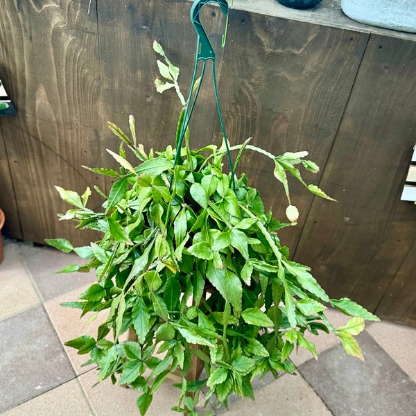 おしゃれ 観葉植物：リプサリス ロブスタ*7号 吊り鉢 Rhipsalis