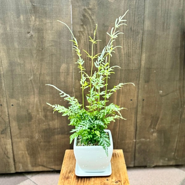 おしゃれ 観葉植物 選べる：プテリス 鉢植え*フォーレイ アルボ