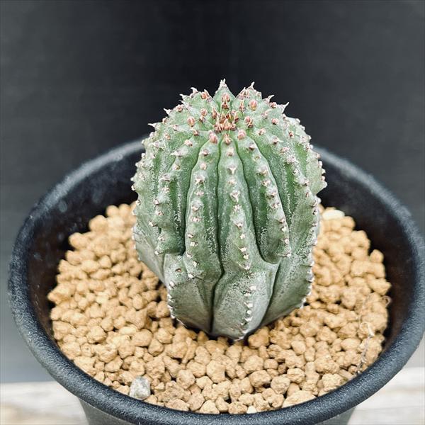 多肉植物：ユーフォルビア ホリダ梵天*幅3cm | サボテン＆多肉植物