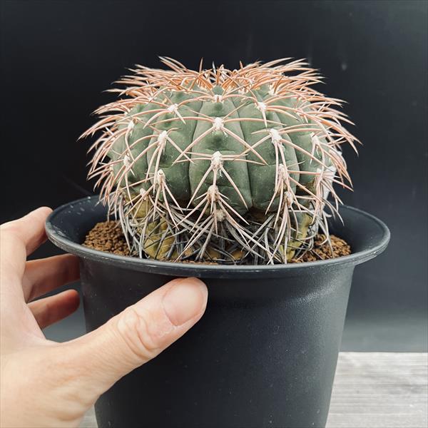 サボテン：ギムノカリキウム 赤刺天平丸 実生*幅10cm 現品！一品限り