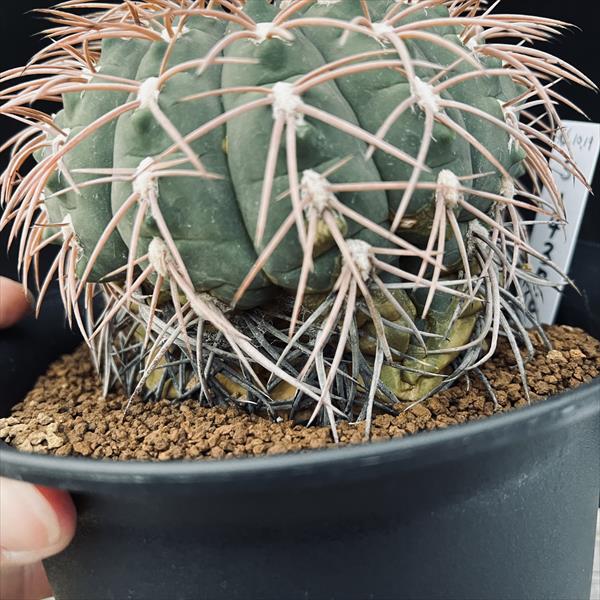 サボテン：ギムノカリキウム 赤刺天平丸 実生*幅10cm 現品！一品限り