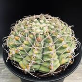 ܥƥ󡧥Υꥭࡡε*16cmʡʸ¤