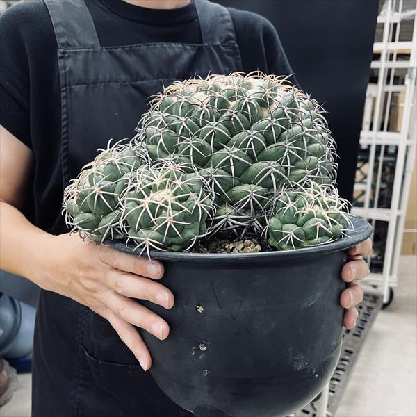 多肉植物　　サボテンL 天司丸(共生園) 多肉植物 サボテン（天司丸：テンシマル） 3号 茶色 素焼き鉢 ブラウンストーン茶 ブラウン カクタス サボテン 多肉 多肉植物  Coryphantha bumamma | LAND PLANTS 店