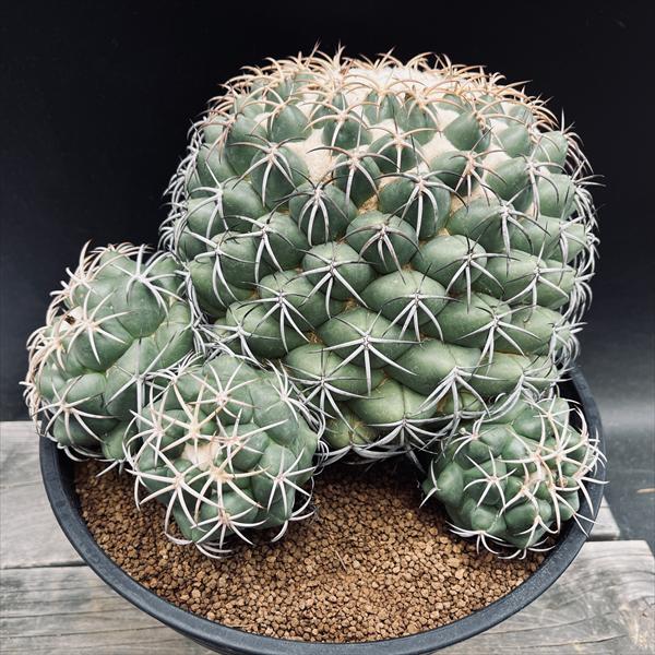 サボテン【巨鷲玉錦・斑入り】自社交配/実生/蔵出し１個限定/現品/ドライガーデン サボテン【巨鷲玉錦・斑入り】自社交配/実生/蔵出し1個限定