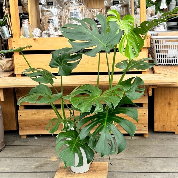モンステラ 植物 おしゃれ 写真　緑 沖縄の観葉植物 観葉植物 モンステラ陶器鉢植え 6号 角鉢 観葉植物 モンステラ インテリア 鉢付き おしゃれ インテリアグリーン 緑のある暮らし ハウスプラント 沖縄 うるま市 号 うるま市 ANAのマイルが 使える