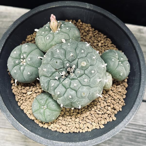 【タイムセール】ロフォフォラ・ウイリアムシー 多毛 / 烏羽玉 ペヨーテ 大株 植物×鉢】サボテンロフォフォラ ウイリアムシー 烏羽玉 × グラフィティ