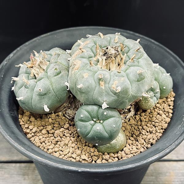 サボテン：ロフォフォラ 烏羽玉*幅12.5cm 現品！一品限り | サボテン