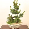 �ߺϡ����վ����ˤ줱�䤭�󤻿�����*�������� ��� ���ե� gift �ץ쥼��Ȥˤ�bonsai