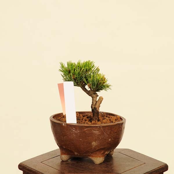 樹齢80年】盆栽 五葉松 吹流し