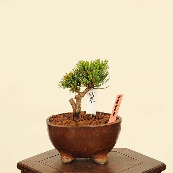 小品八房五葉松(明星) 3-2 八房五葉松『盆栽』 八房五葉松【明星】 八