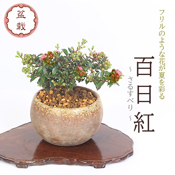 小品盆栽：サルスベリ（萬古焼丸鉢）*鉢植え 鉢花 百日紅さるすべり