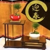 ������ߺϡ��޽չ���*����������ա�ȭ�������Ӥ��������ۡ�����̵����bonsai