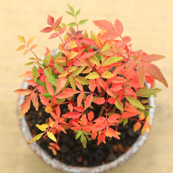 2点組　雲楽窯　紅葉　赤葉（箱あり） 2点組 雲楽窯 紅葉 赤葉（箱あり） 信楽焼 巌陶房赤