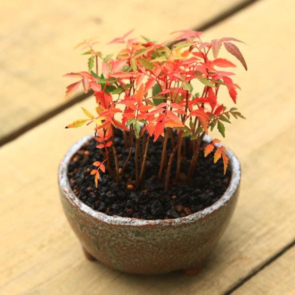 盆栽 『ハゼ』 紅葉 櫨 (ハゼ)【 21 k ― 0 4 】 - 小品盆栽専門