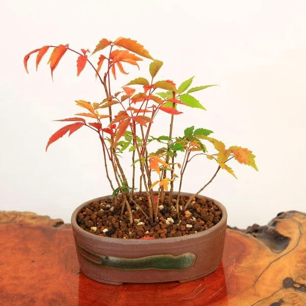 �����ߺϡ��Ϥ�(�ʱ����;ƾ�ȭ��*��2024ǯ���ա�bonsai