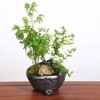 ��ڴ��ߺϡ�����ߤ������Ĺ���ߴ󤻿���(����ȭ)*��2025ǯ���ա�momiji bonsai