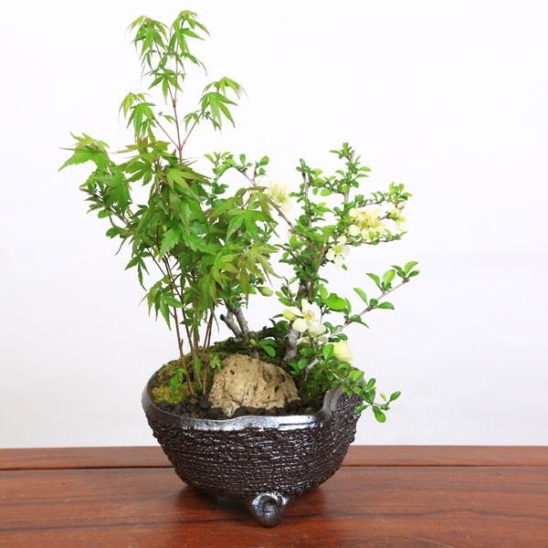 豪華寄植盆栽：山もみじ・白花長寿梅寄せ植え(信楽鉢)*bonsai | 秋の