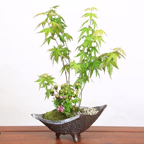 山もみじ　[寄せ植え]　中品盆栽 山もみじ寄せ植え 石付きを販売｜入門は盆栽妙 – 盆栽妙 本店