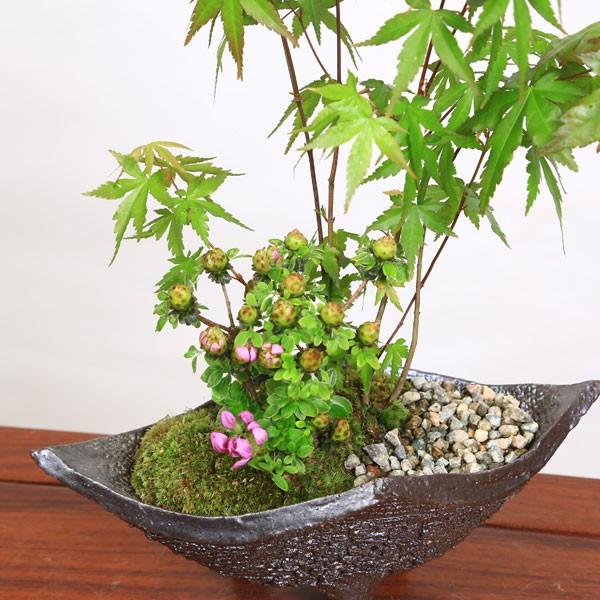 山もみじ　[寄せ植え]　中品盆栽 盆栽 ：山紅葉寄せ 現品*山もみじ モミジ Momiji bonsai 中品