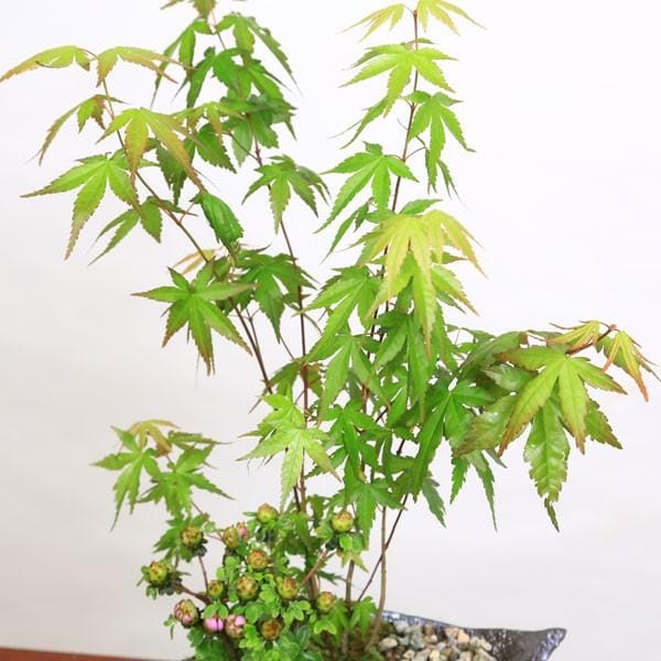 豪華寄植盆栽：山もみじ・つつじ寄せ植え(信楽鉢)*bonsai＜2025年落葉