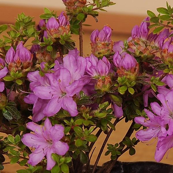豪華寄植盆栽：山もみじ・つつじ寄せ植え(信楽鉢)*bonsai＜2025年落葉