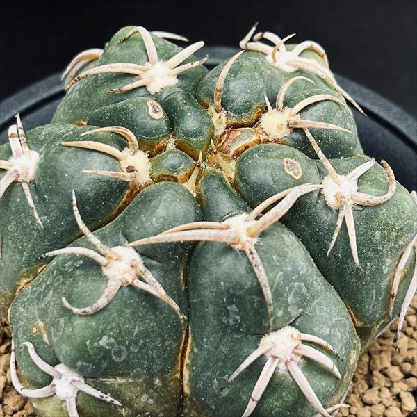 茜丸① デンモザ (検索)サボテン 強刺 狂刺 ギムノカリキウム エリオシケ 茜丸① デンモザ (検索)サボテン 強刺 狂刺 ギムノカリキウム