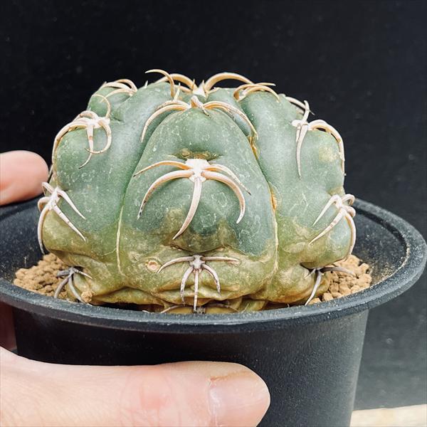 多肉植物 花サボテン 血紋海王丸 実生 サボテンの交配、実生栽培(海