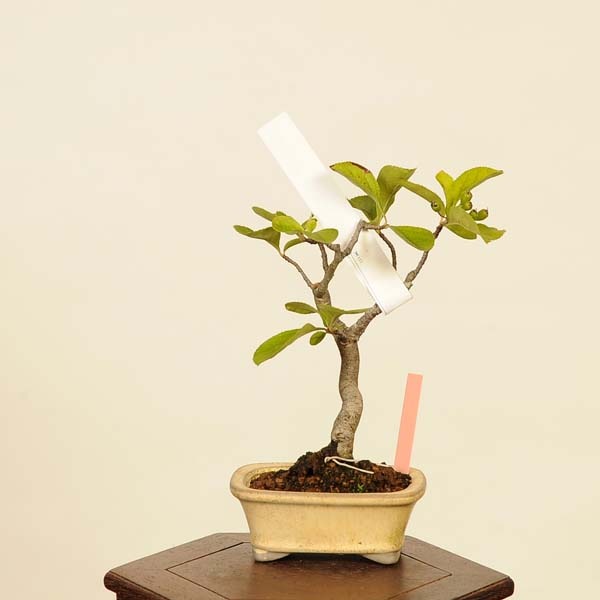 売切）日本カマツカ（小品盆栽） 【公式通販】