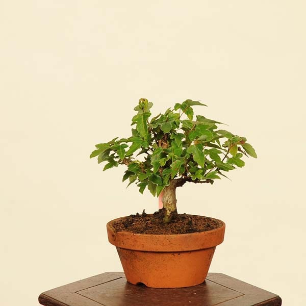 楓　かえで　懸崖　半懸崖　小品盆栽　ミニ盆栽 楓 かえで 懸崖 半懸崖 小品盆栽 ミニ盆栽 赤松半懸崖 | Just