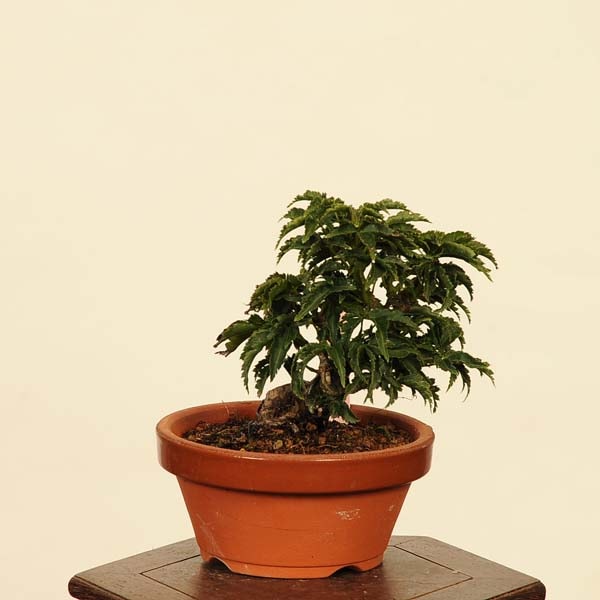 ߺƬ()աʡ*ߤߥAcer momiji bonsai  ߺ