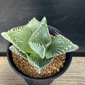 ¿����ʪ���ե������ꥢ*��6cm