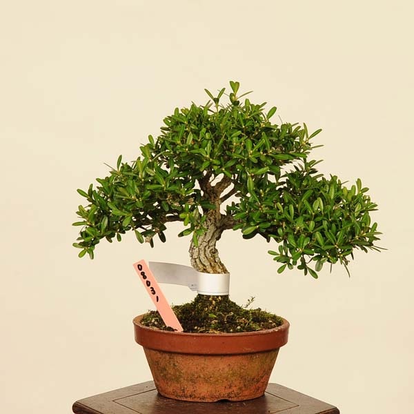 盆栽 台湾くるち ベスト 