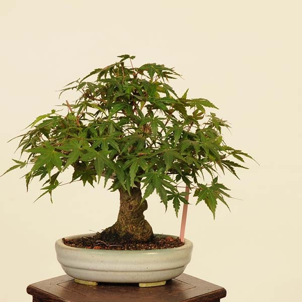 山もみじ [文人風模様木] 中品盆栽
