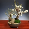 �ߺϡ�����2�ܴ�*�ʿ��ھƶ��­�մ�ȭ�� ���� ���� �� �޽ա�2023ǯ ���ֽ�λ��bonsai
